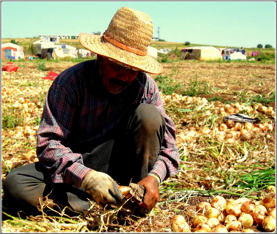 TER AKITIR OLUK OLUK TARLADA