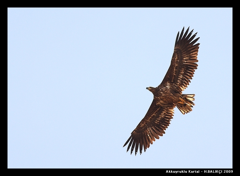ampiyon olacaz bu sene...