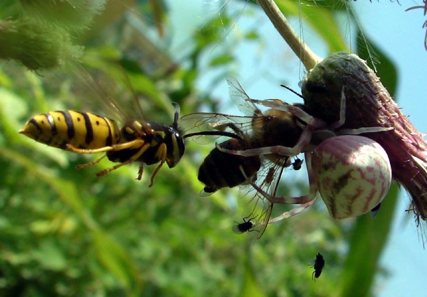 Sarca Ar Ne Yapmaya alyor
