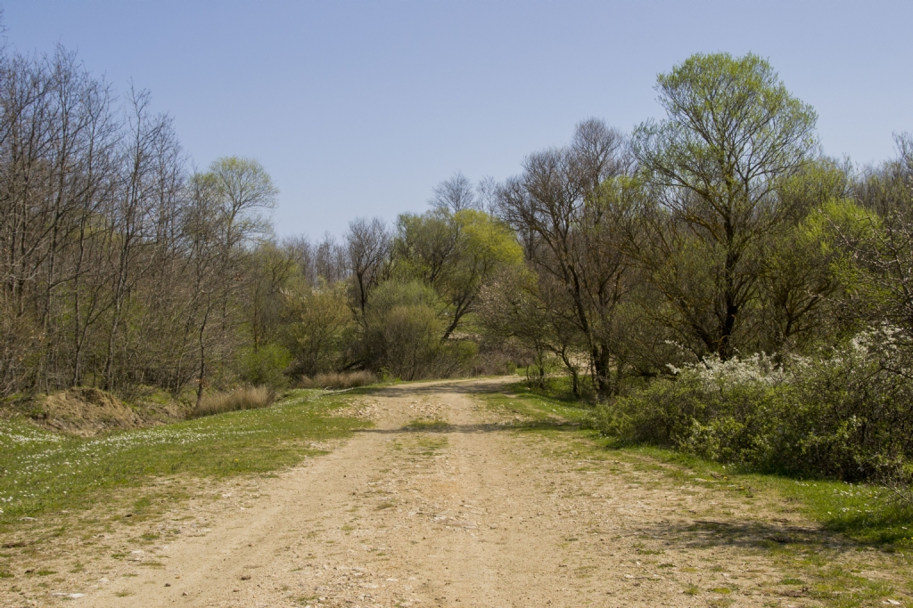 Sefaalan� orman�