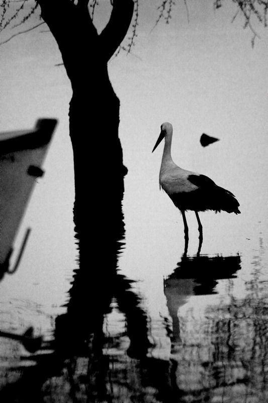 yansma...leylek...aa...