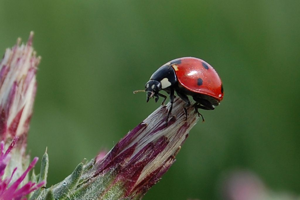 u� u� b�ce�i-