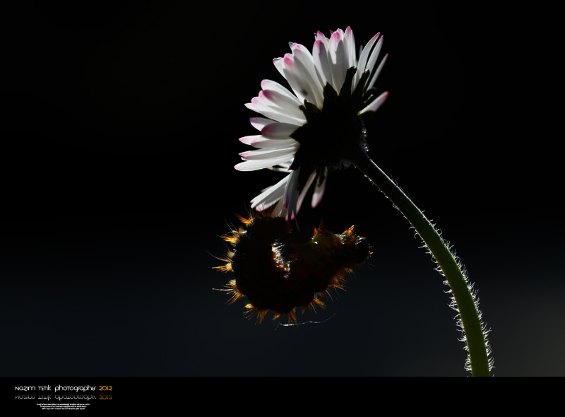 ... ::: iek ve Trtl -1-  ::: ... 