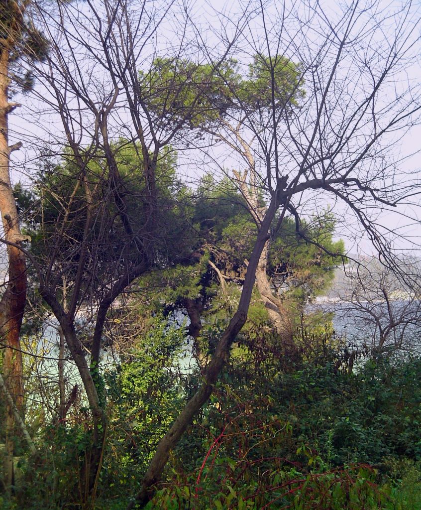 SONBAHARIN SON GNLER