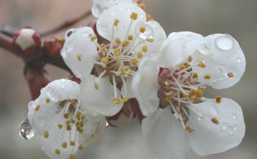 ad yok...(siz koyun)