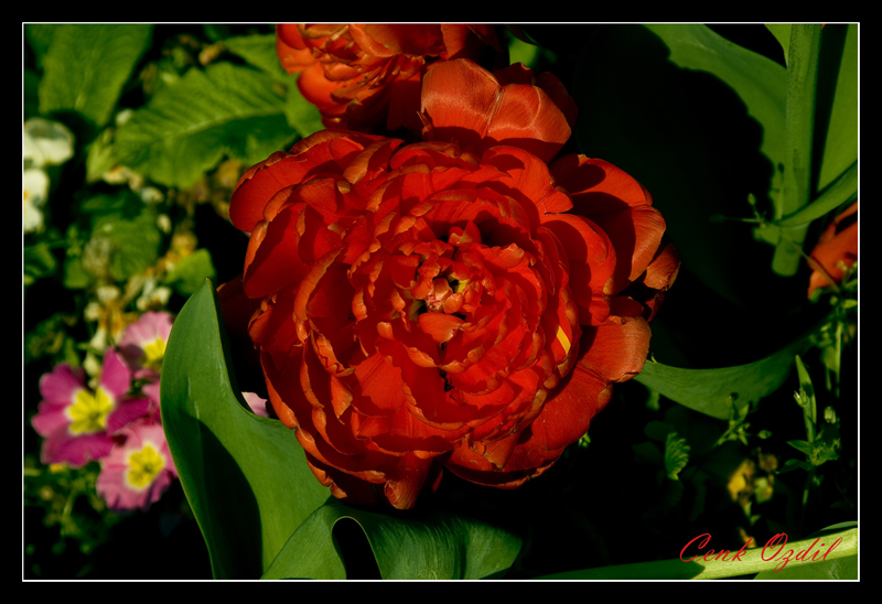 Another Red Flower