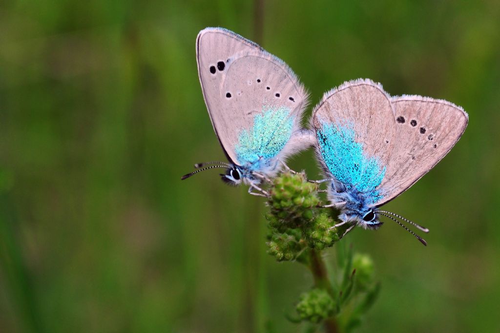 Kara gzl mavi kelebeklerin....