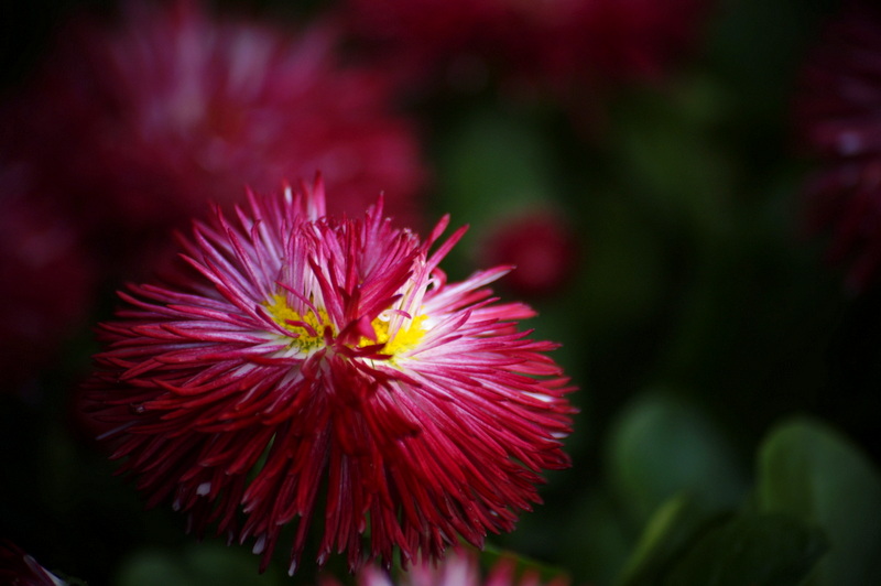 DO�A G�ZELL���