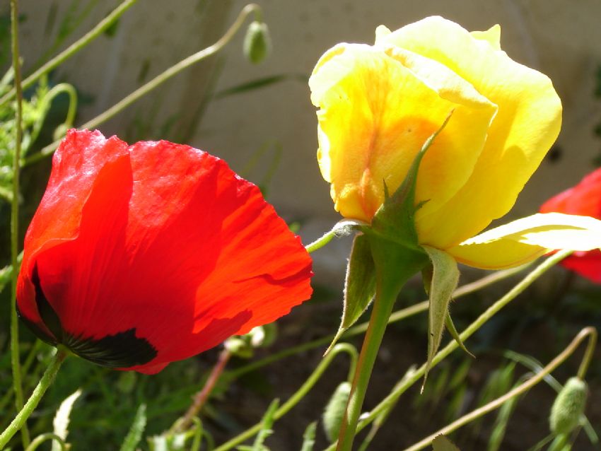 gelincik gle ak  olmu.