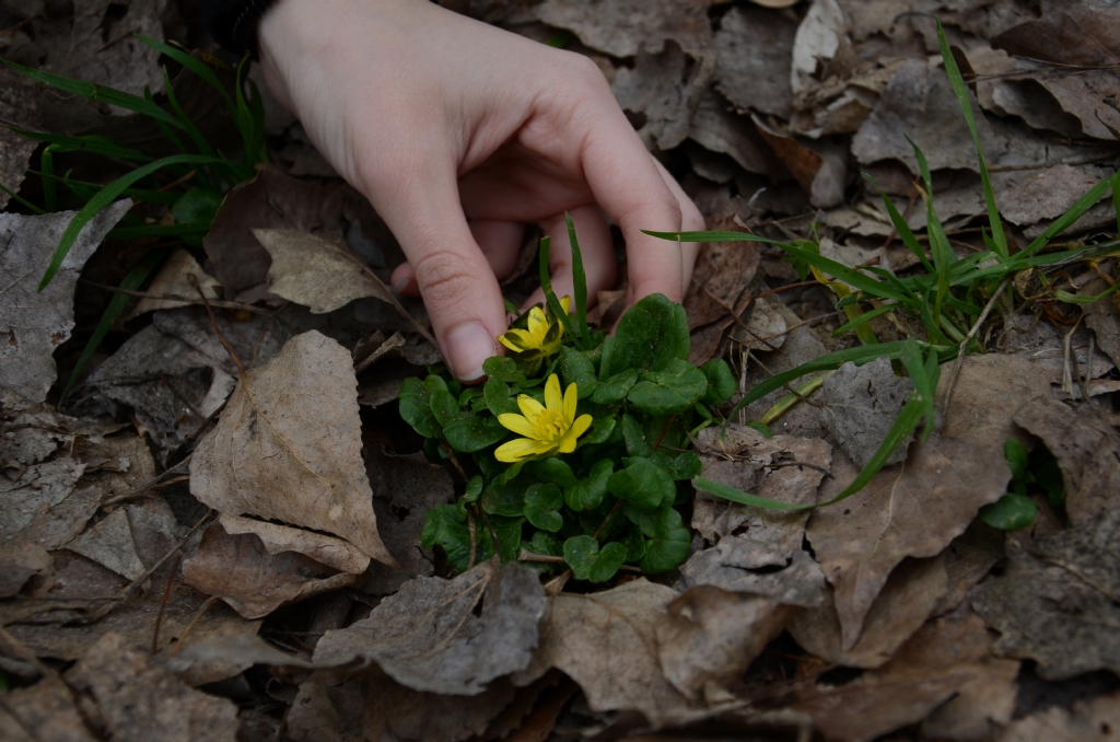 UMUDUN SES GELYOR...