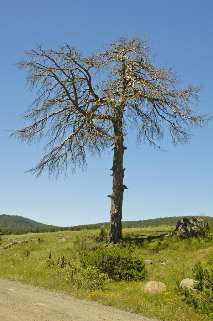 A�a�lar Ayakta �l�r