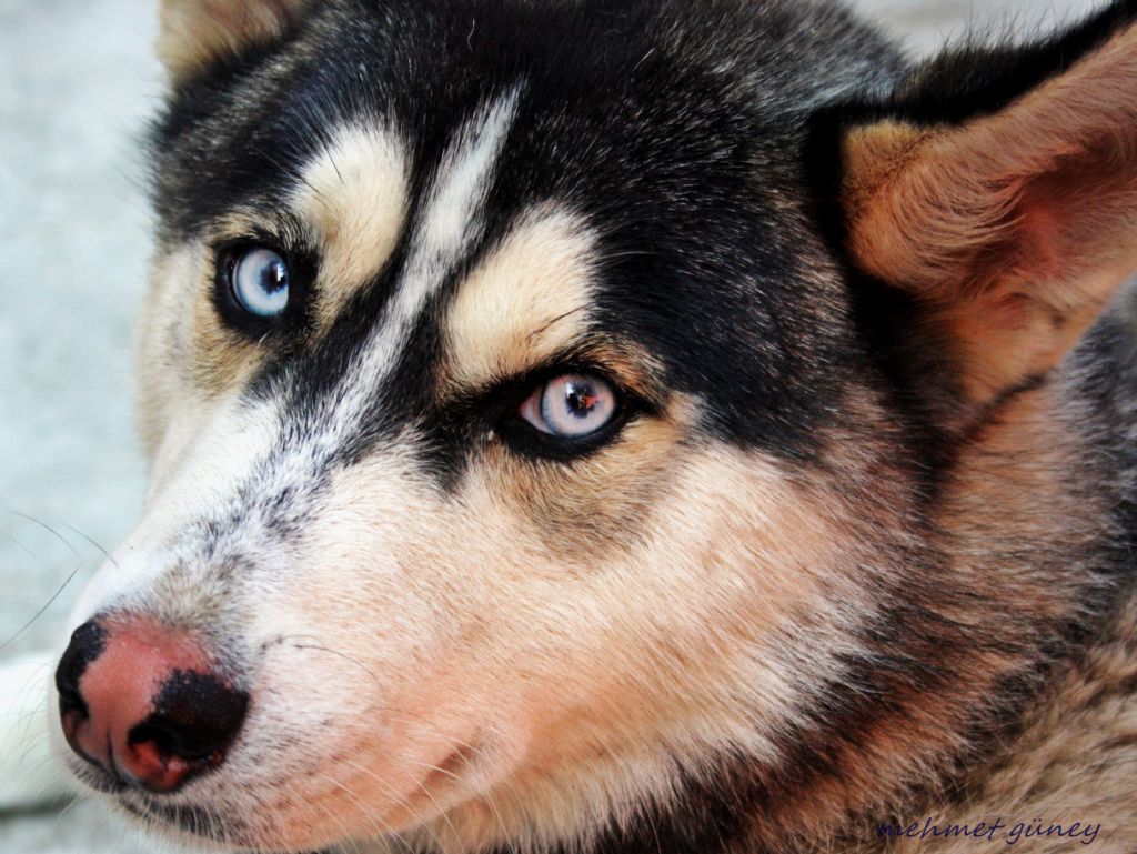 Husky