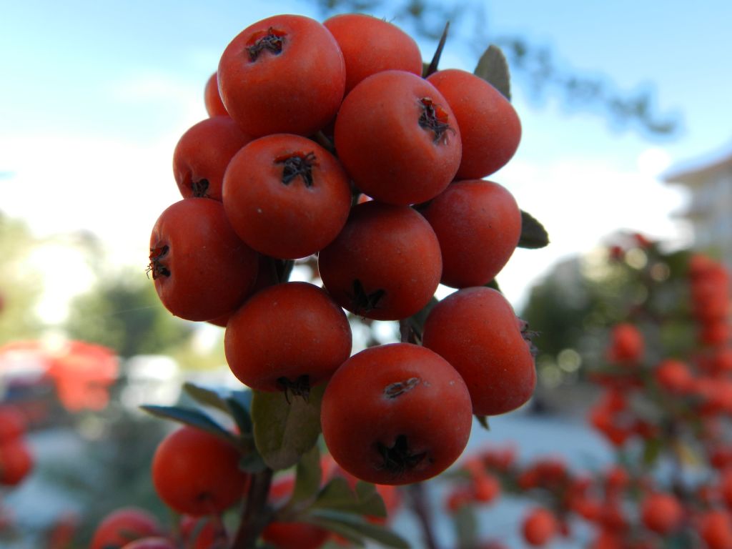 makro denemesi