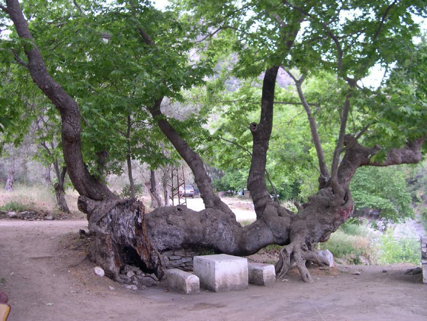 Yaama drt elle sarlm...