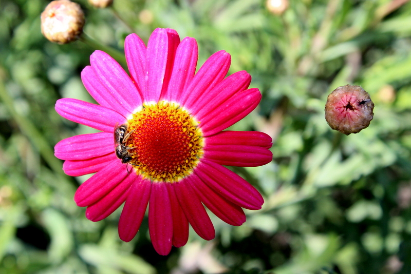 bahar geldi ho geldi