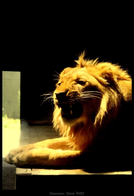 Aslan