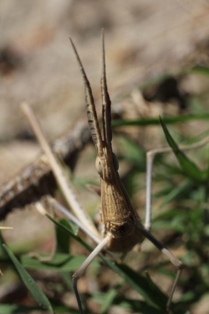 Anten (acrida ungarica)