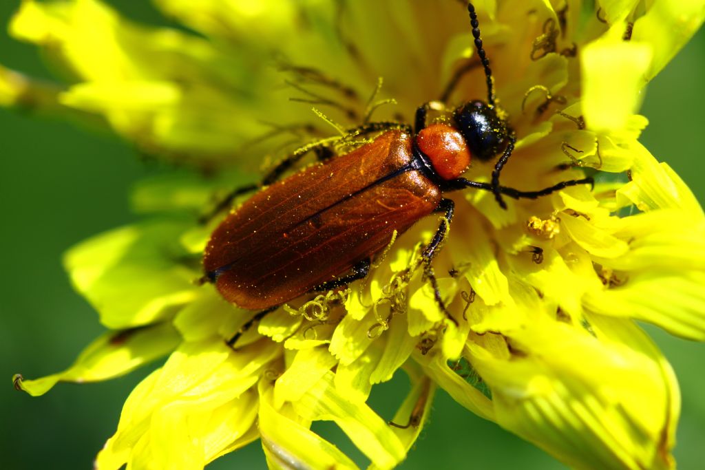 sar�n�n �st�ndeki turuncu