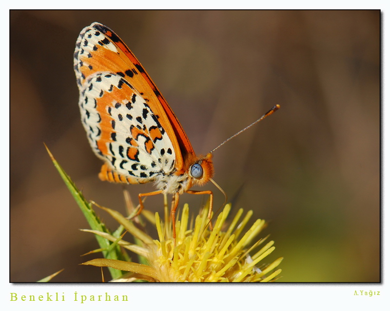 Benekli parhan-3