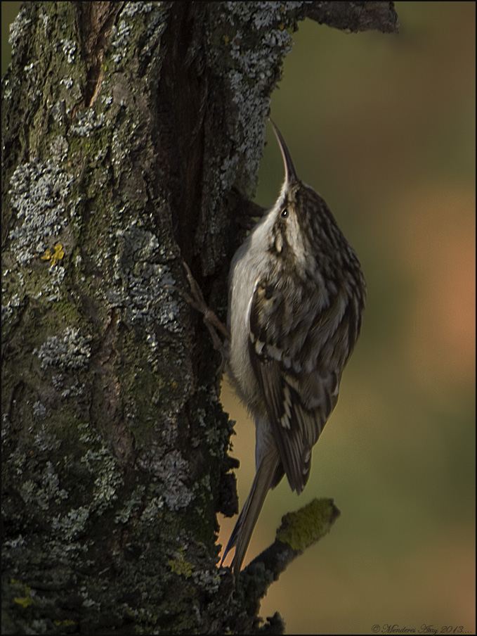 Bahe trmakkuu Short-toed treecreeper / Certhi