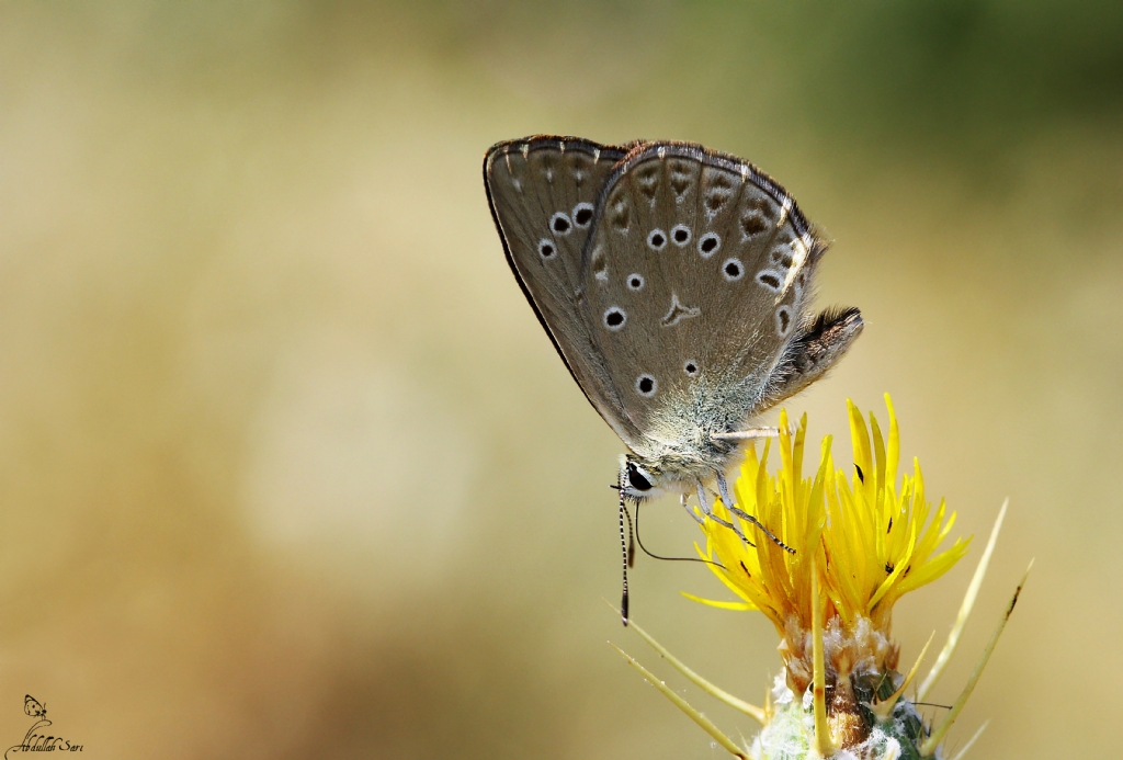 Anormal �okg�zl�