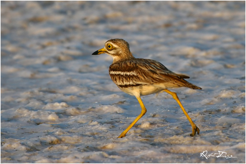 k�p�kl� sularda ko�mak,