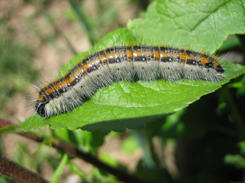 Yapraklar verin ormanlar sizin olsun
