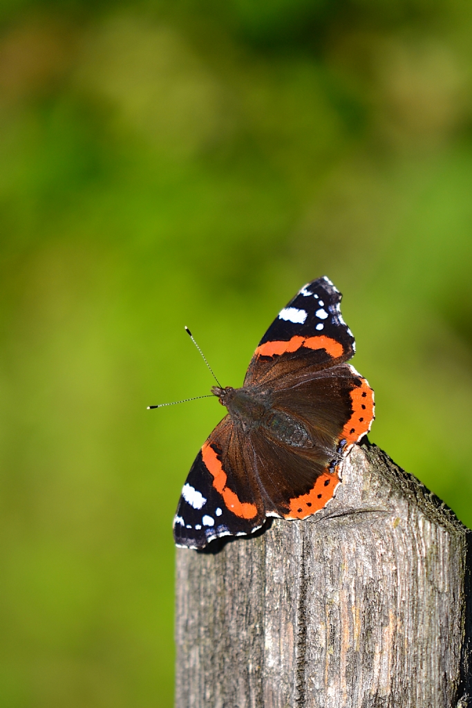 Vanessa atalanta