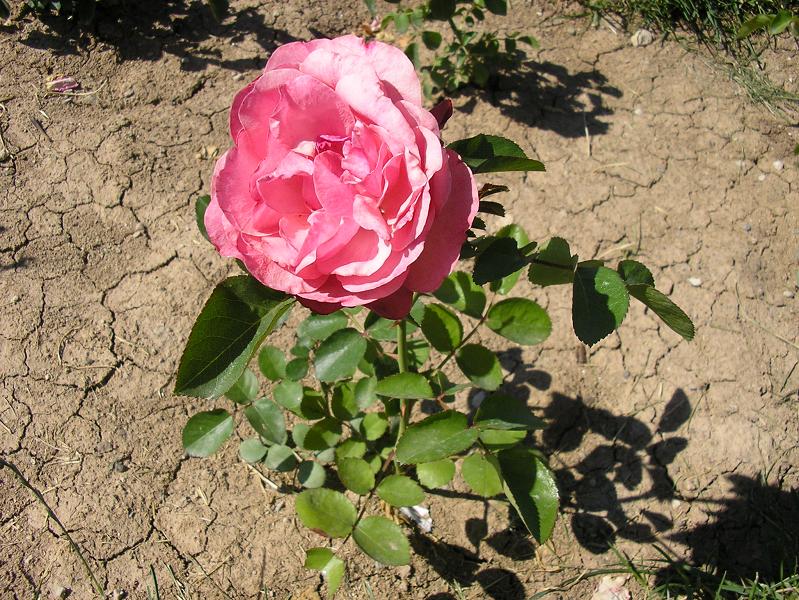 Rosa damascena (gl)