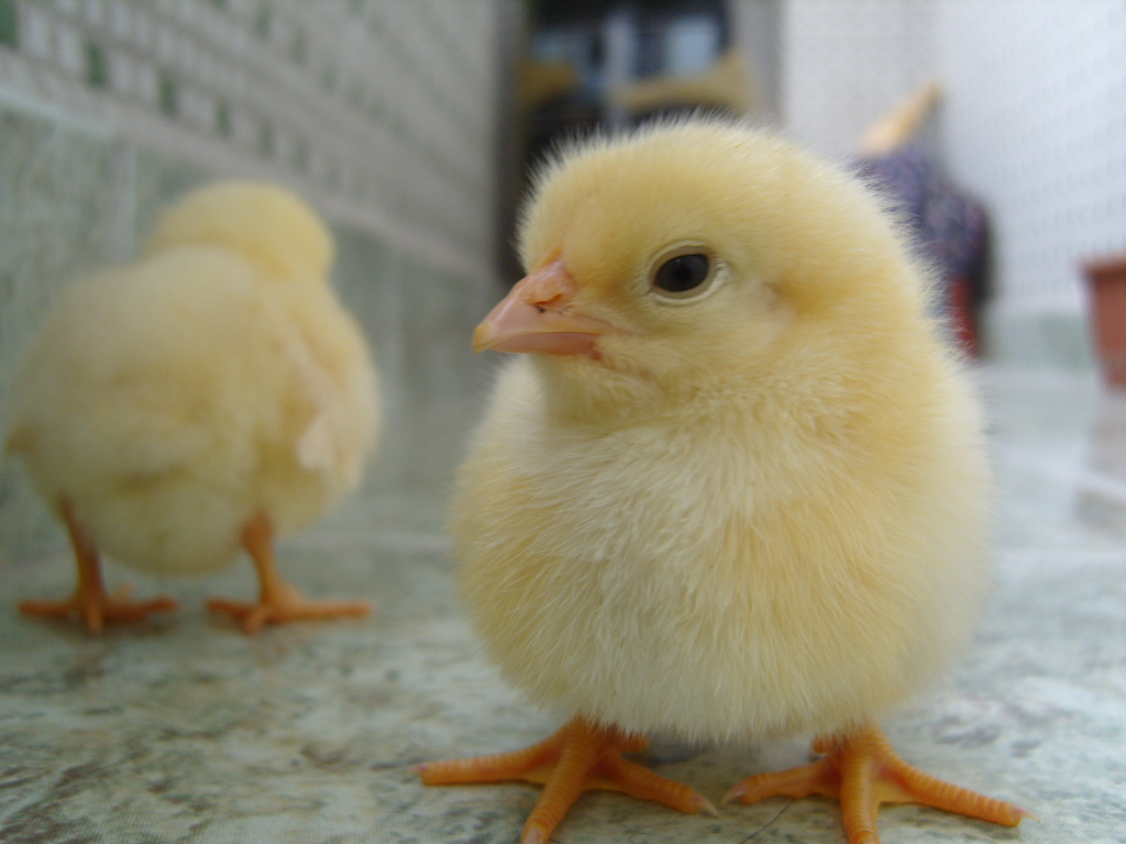 minik olmann fark :)