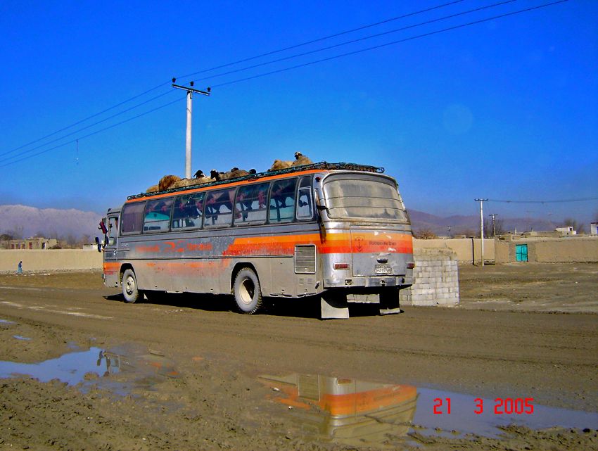 otobsn stndeki koyunlar