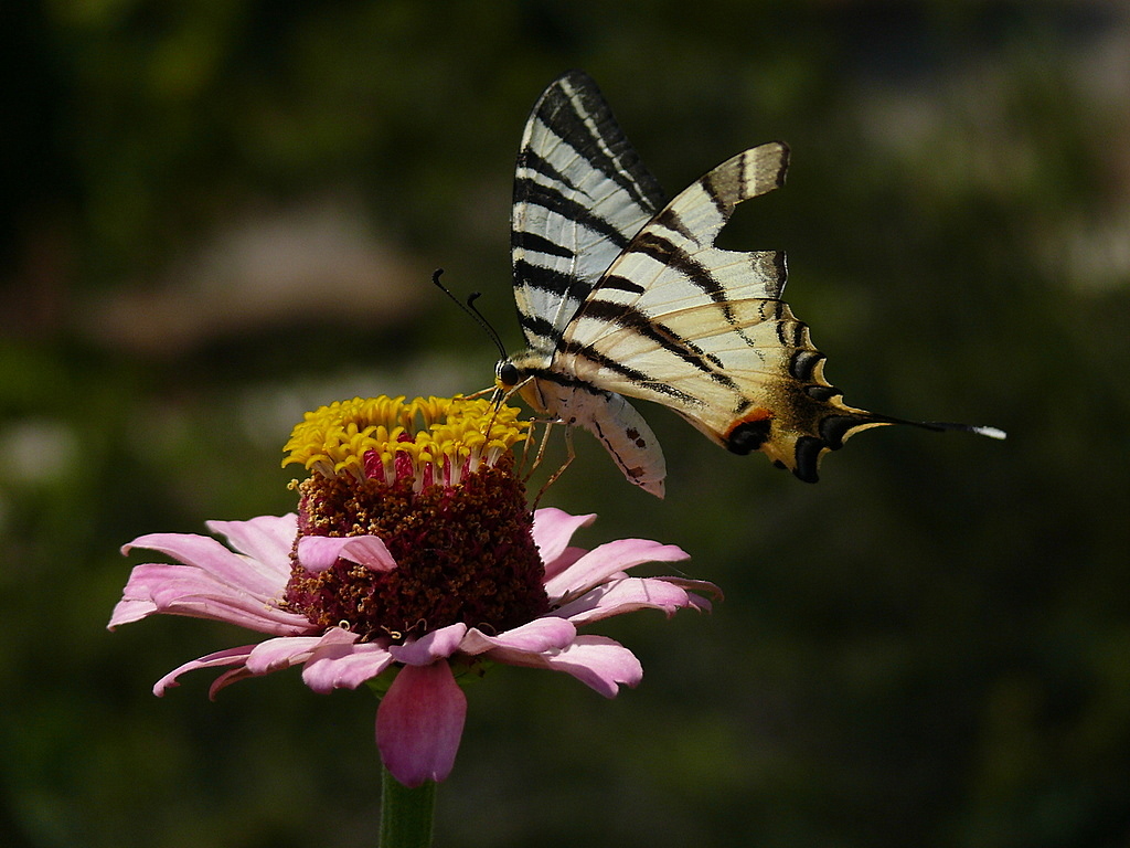 Erik K�rlang��kuyru�u