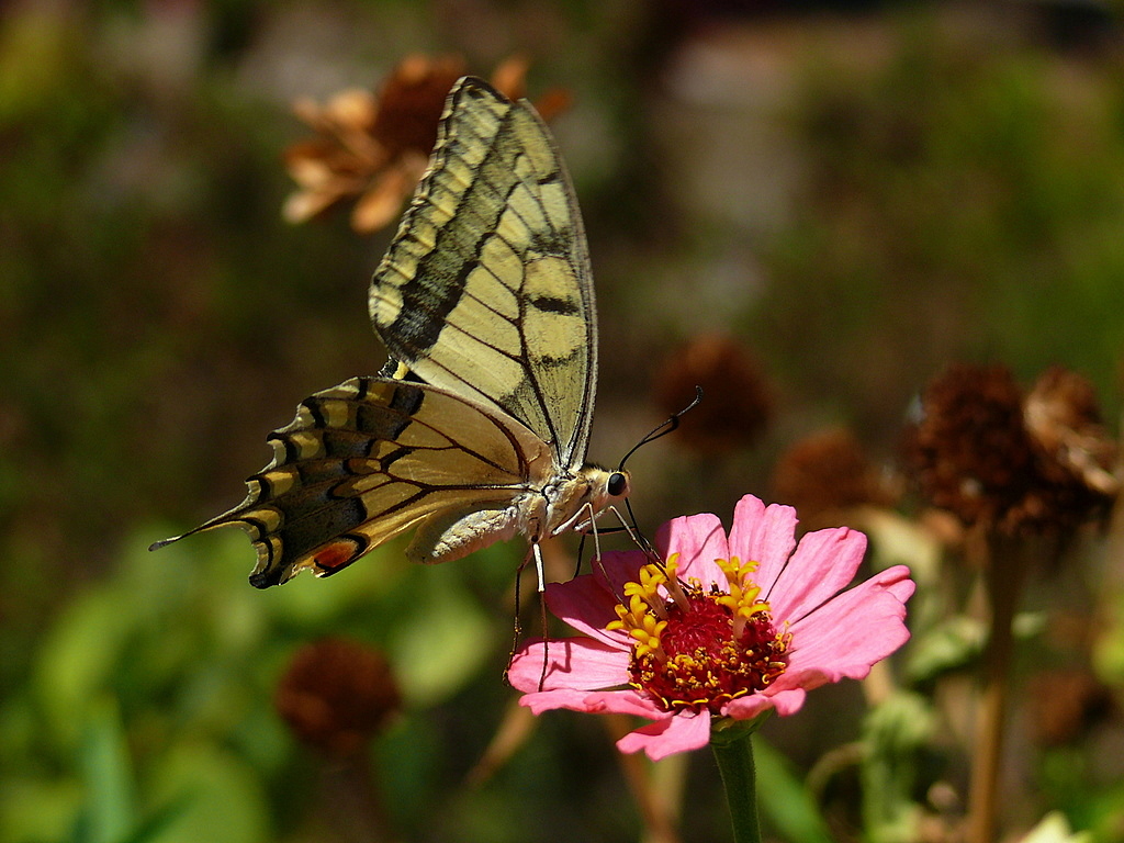 K�rlang��kuyruk