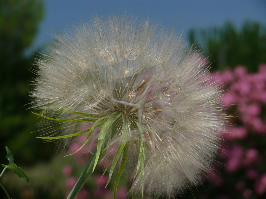 Kanatl Atlara Binmi! 