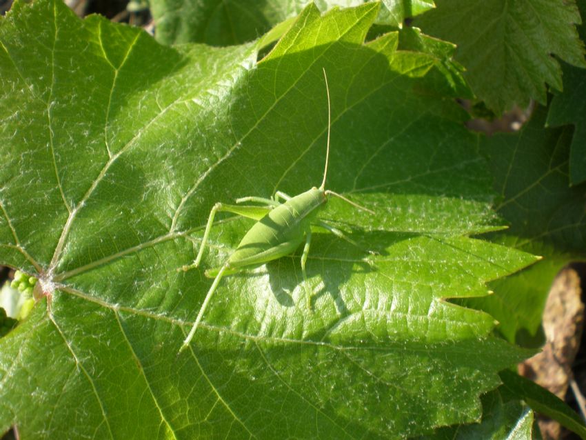 EKRGE BR SIRAR...K SIRAR...