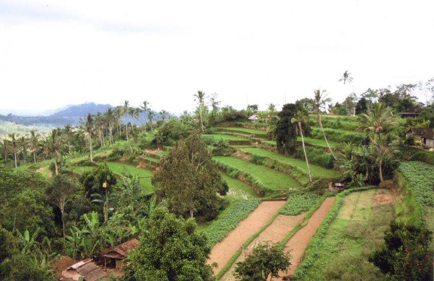 bali'de pirin tarlalar