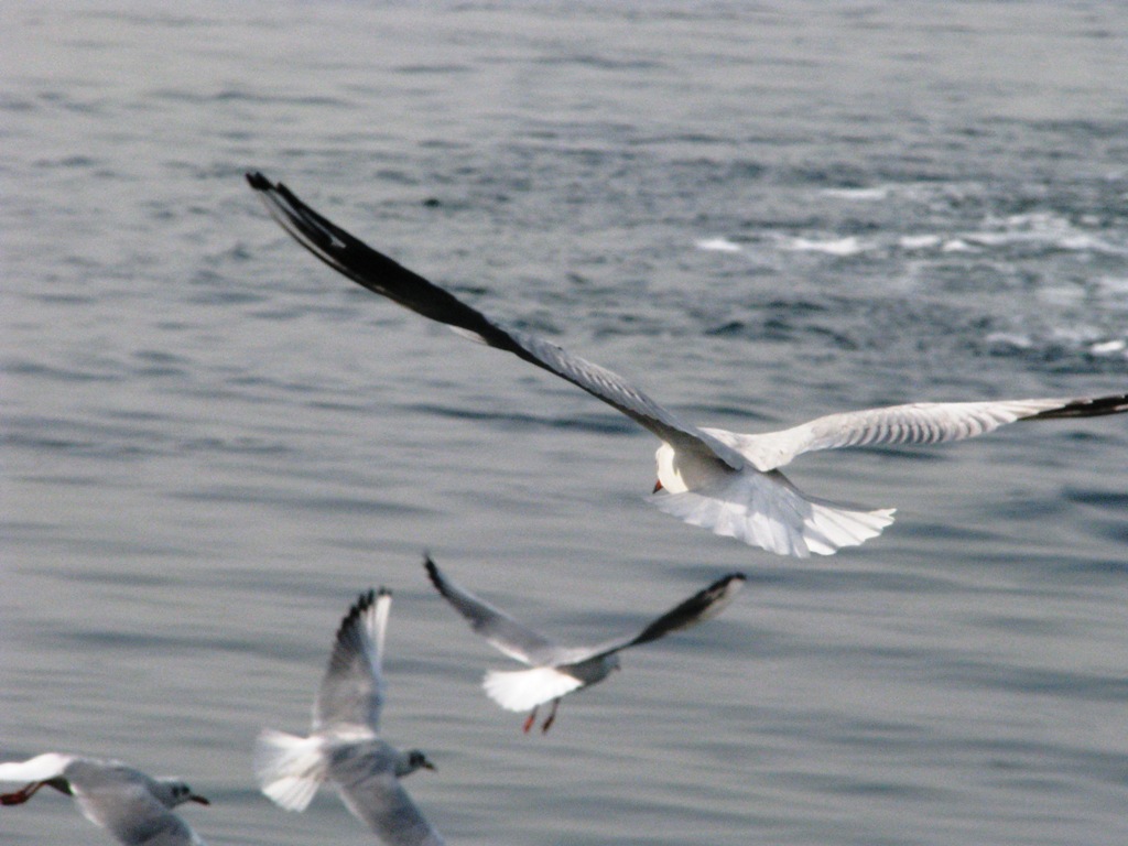 S�ral� mart�lar