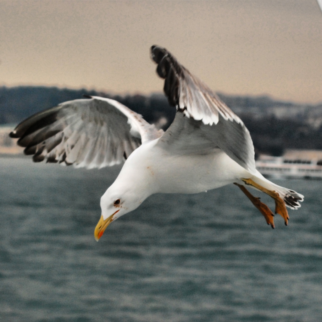 G�klerde Kartal Gibiyim