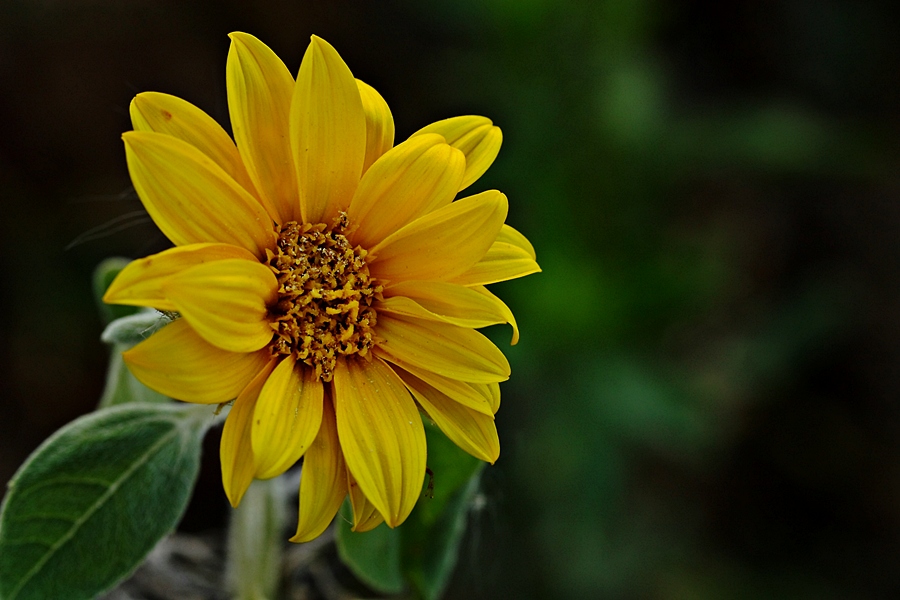 �yi bayramlar dostlar...