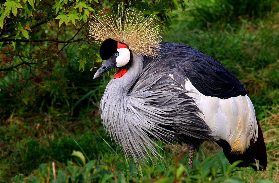 Afrika Ta�l� Turnas�