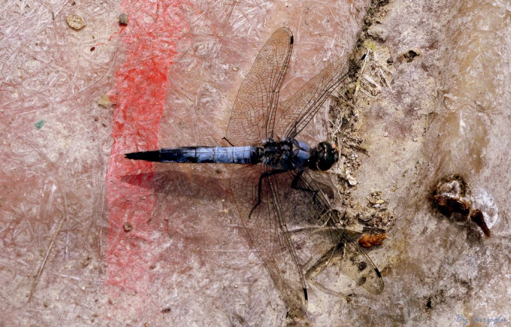 yusufcuk blue dragon