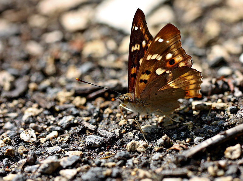 K���k Mor �mparator