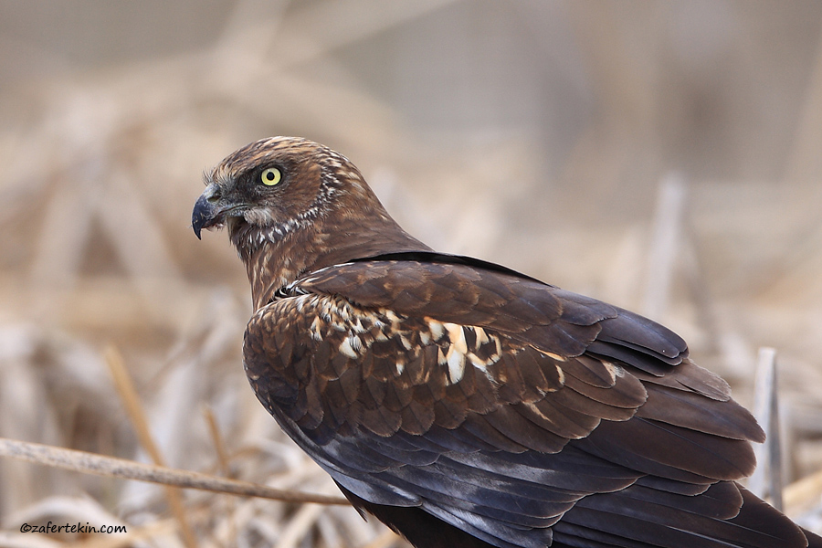 Saz delicesi Western marsh-harrier / Circus aerugi