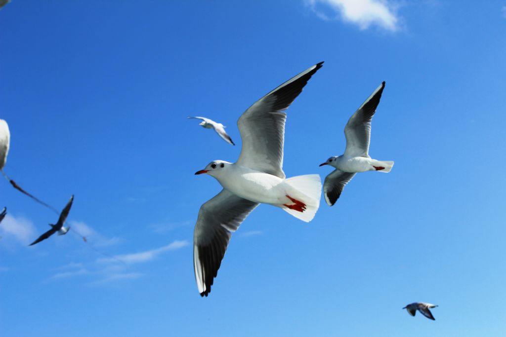 bir par�a simit verirmisin?