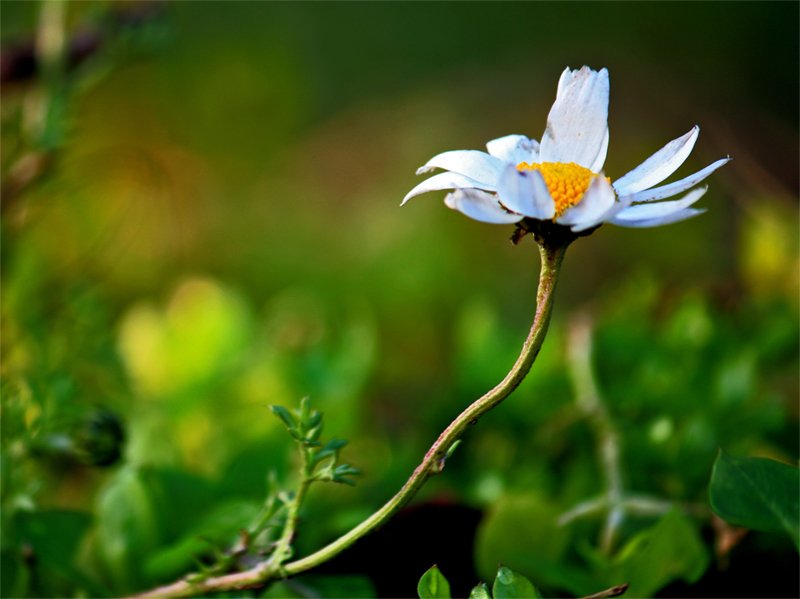 Naturel Life - bahara doru uzanmak