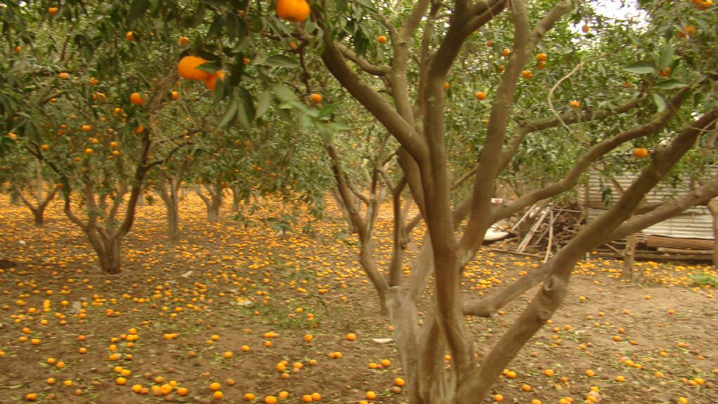 F�rt�na Sonras�