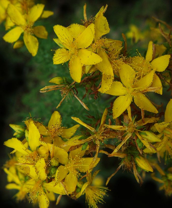 Fractal Yellow Contumacy