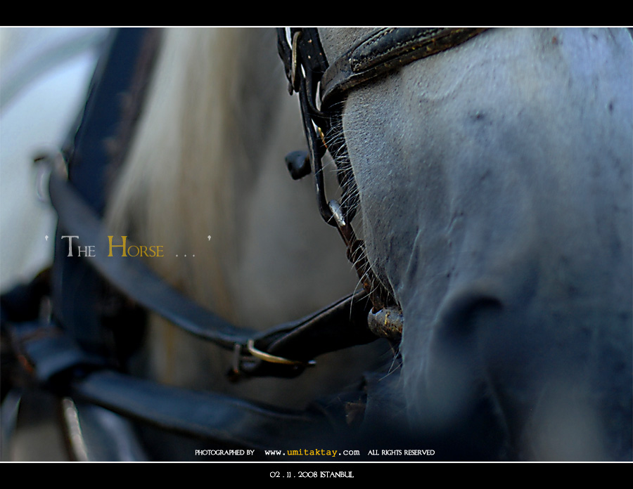 the horse