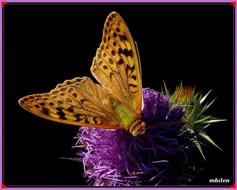 Argynnis paphia