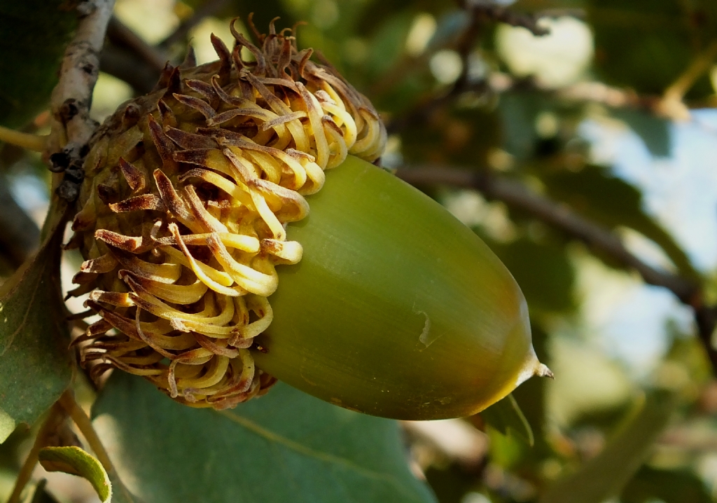 Mee palamudu